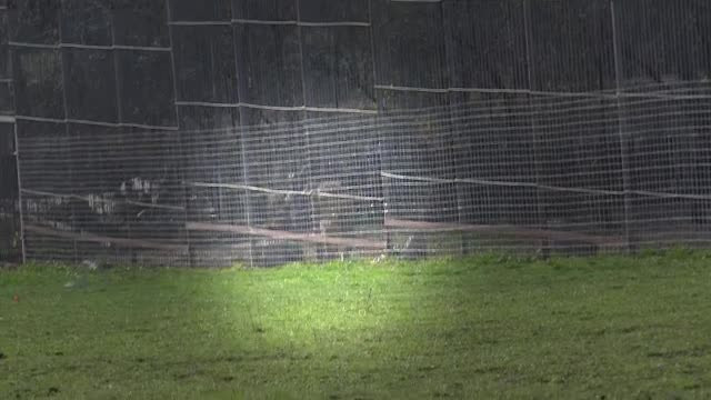 Femeie din Dambovita, in stare grava la spital dupa ce ar fi fost muscata de lei. Ale cui sunt animalele salbatice