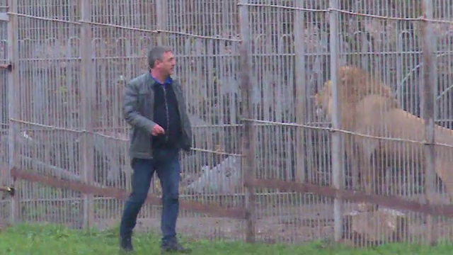 Ancheta in Dambovita dupa ce o femeie ar fost sfasiata de leii unui executor judecatoresc. Ce s-a descoperit in curtea lui