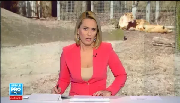 Ancheta in Dambovita dupa ce o femeie ar fost sfasiata de leii unui executor judecatoresc. Ce s-a descoperit in curtea lui