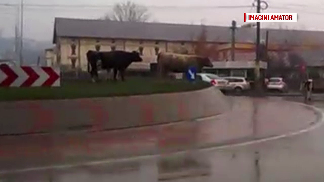 Imagini de tot rasul intr-o intersectie din Iasi. Soferii au fost nevoiti sa opreasca pentru a acorda prioritate vacilor