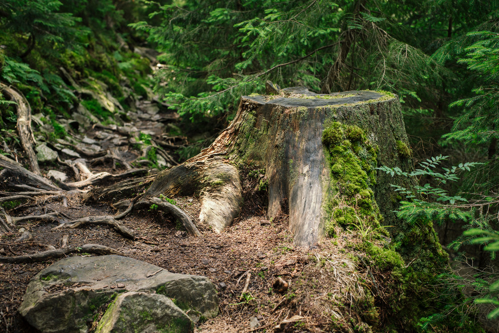 Tara care interzice taierea arborilor timp de zece ani, pentru a proteja padurile. "Suntem obligati sa luam aceasta decizie"