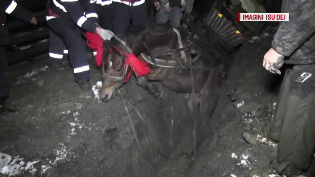 O noua groapa nesemnalizata provoaca un scandal urias in Romania. Pompierii au salvat cu greu un cal ce cazuse in ea