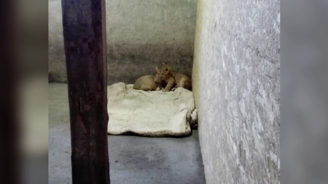 Fascinatia pentru LEI a oamenilor cu bani. Inca o adevarata gradina zoologica, descoperita in curtea unui om de afaceri