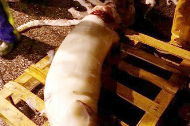 Pescarii au crezut ca sunt intr-un film Sci-Fi. Cum arata "monstrul" marin capturat in largul costelor spaniole. FOTO