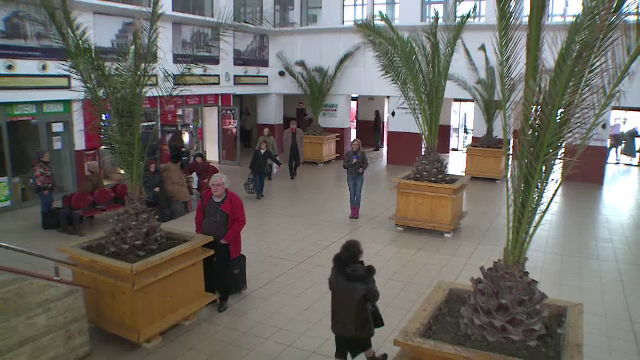 Ce se va intampla peste iarna cu palmierii din Mamaia. Solutia care a costat primaria doar 9 milioane de euro