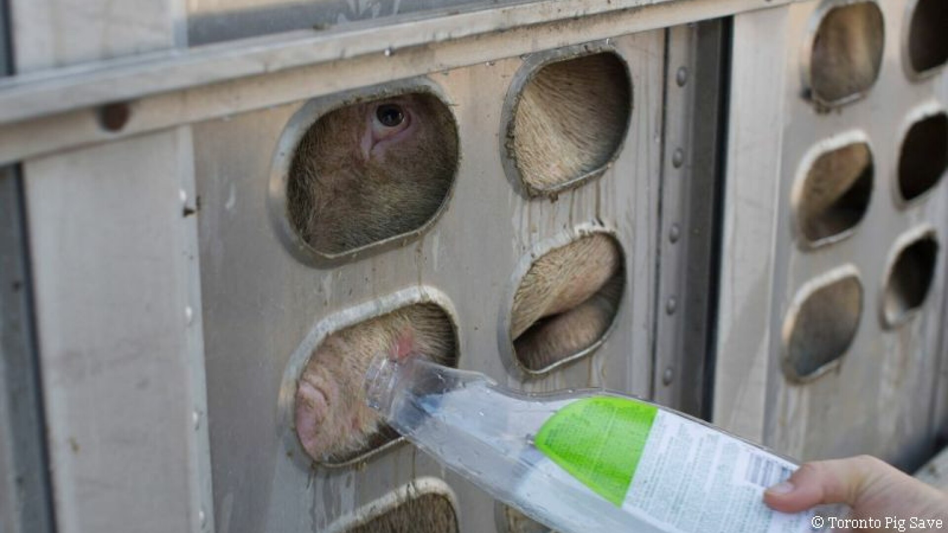 O activista din Canada le-a dat apa unor porci transportati in conditii inumane spre macelarie. Pedeapsa pe care o risca acum