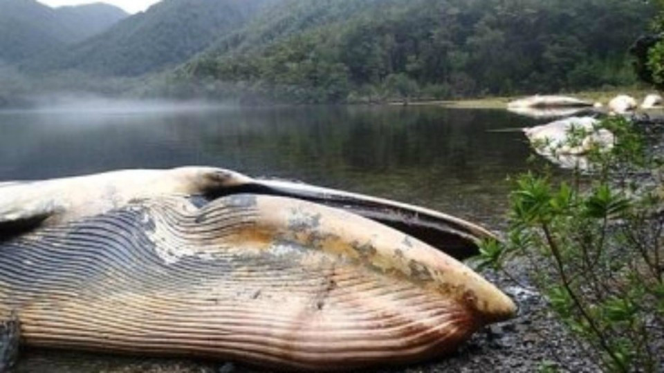 "Era o imagine apocaliptica. Nu am vazut niciodata ceva asemanator" Peste 300 de balene au esuat in Chile