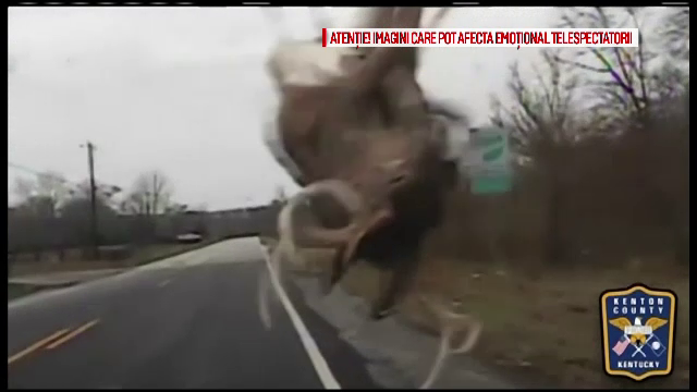 Un politist din SUA s-a trezit cu un cerb pe capota masinii. Animalul a scapat teafar in urma impactului