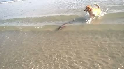 Pui de rechin, filmat pe litoral. Un labrador l-a observat in valurile Marii Negre. VIDEO