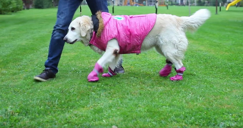 Cum sa-ti ingrijesti animalul de companie in timpul sezonului rece