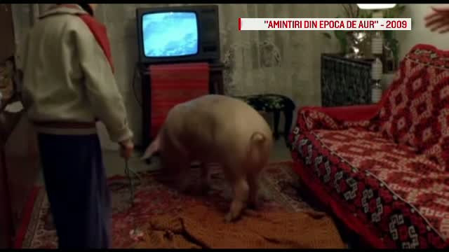 Romanii au obosit sa il mai alerge pe "Ghita" si sa il pregateasca pentru Craciun. Cat a ajuns sa coste un kg de porc in viu