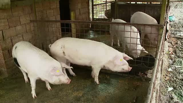 Barbat gasit mort in locuinta sa din Dambovita. Vecinii cred ca a fost atacat de cei 2 porci pe care ii crestea in casa