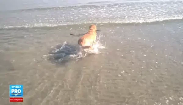 Pui de rechin, filmat pe litoral. Un labrador l-a observat in valurile Marii Negre. VIDEO