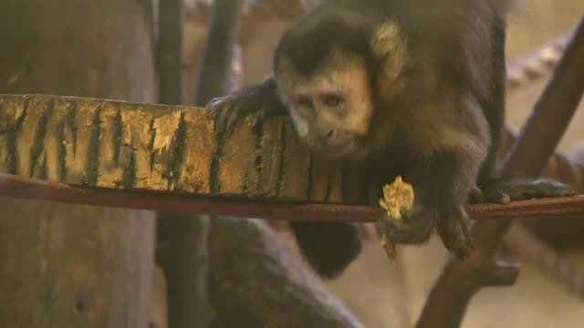 Mos Nicolae a trecut si pe la gradina zoologica din orasul polonez Lodz. "Locatarii" au primit gustari speciale