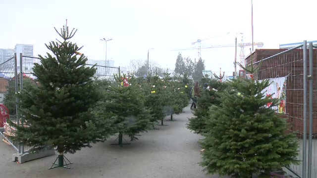 Oferte variate la brazii de Craciun in piete si la pepiniere. Cat costa "vedeta" sezonului, pomul cu miros de portocala