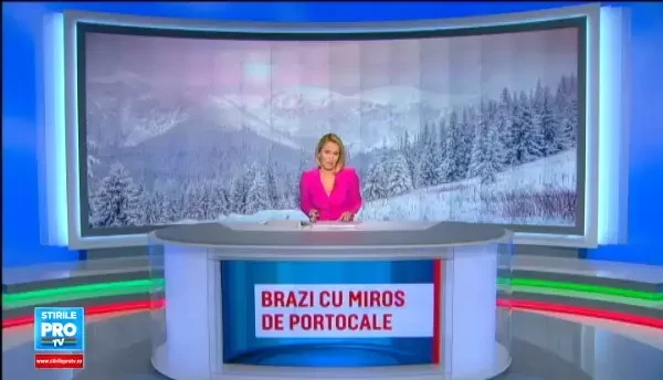 Oferte variate la brazii de Craciun in piete si la pepiniere. Cat costa vedeta sezonului, pomul cu miros de portocala