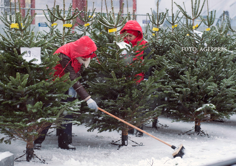 Cat vor costa brazii de Craciun anul acesta la Romsilva. Regia Padurilor a taiat doar 33.000 de arbori