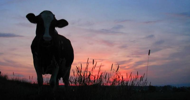 Care sunt beneficiile "laptelui de seara"