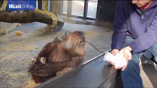 Reactia fabuloasa a unui pui de urangutan de la zoo la un numar de magie facut de un vizitator. VIDEO