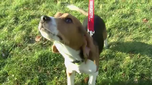 Fertilizarea in vitro, folosita de oamenii de stiinta pentru a edita genetic cateva rase de caini. Cum arata puii nou-nascuti