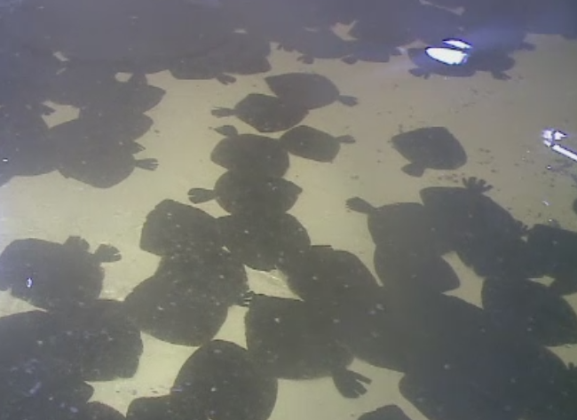 UE vrea sa interzica temporar pescuitul de calcan. Pescarii sunt revoltati pentru ca raman fara principala sursa de trai