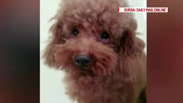 Reactia unui catel certat de stapan pentru ca a mancat prea multe alune. Imaginile l-au transformat in vedeta pe internet