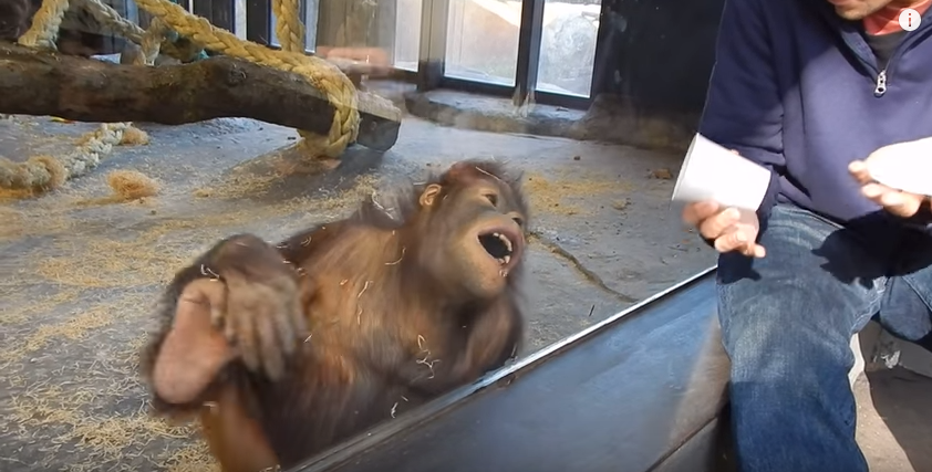 VIDEO | Cum reactioneaza o maimuta la un truc magic? Faza geniala la Zoo :)