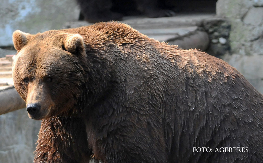 Un urs a ajuns cu trenul tocmai la Ploiesti. Solutia gasita de autoritati pentru animalul ratacit
