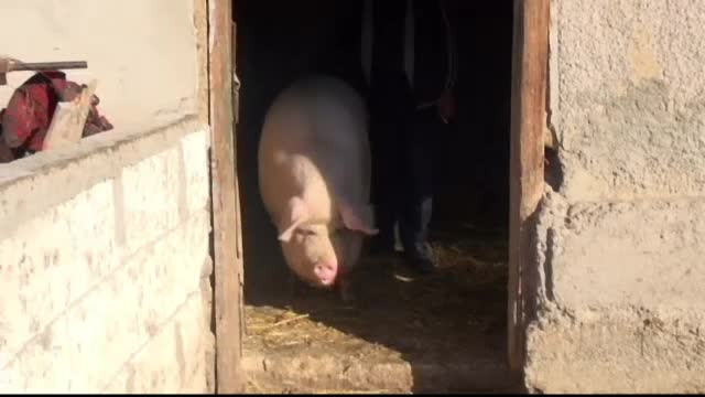 Secretul nesanatos al Corinei. Are 500 de kilograme, nu va prinde ziua de Craciun, dar toti cei care o cunosc o lauda