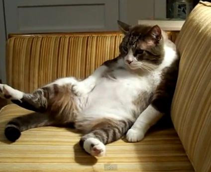 Parfumul de frunte de pisica este la mare cautare in Japonia, unde este comercializat pe un site cu profil felin