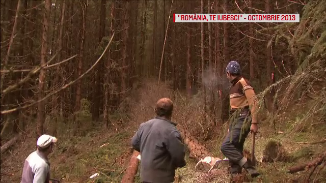 Urmatorul pas in lupta cu taierile ilegale de paduri. Alex Dima: "Politia, Armata si SRI trebuie sa gandeasca acum norme"