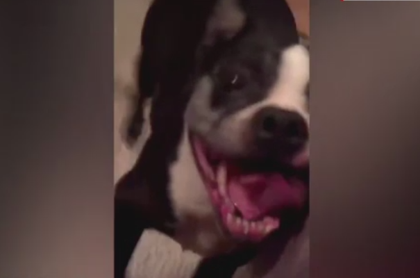 Cainele care face furori cu miscarile sale de dans. Cum si-a distrat stapanul pe un hit din anii '90