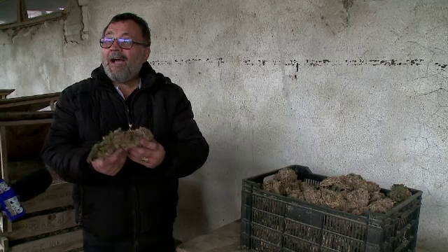 Cosmarul turistilor de pe litoral e mana cereasca pentru agricultori. Cum au sporit productivitatea culturilor cu pana la 50%