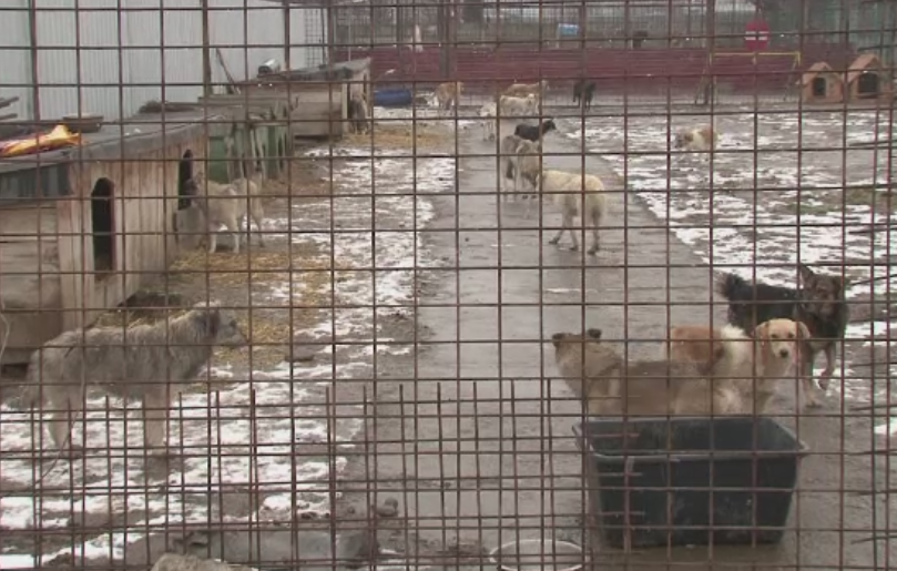 Adapostul pentru caini din Onesti, inchis dupa ce ONG-urile au reclamat conditiile in care sunt tinute animalele