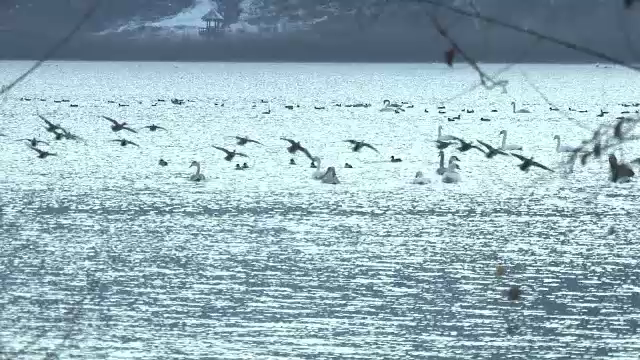 Spectacol fascinant pe un lac din Neamt. Sute de lebede care nu au plecat in tarile calde sunt ingrijite de localnici