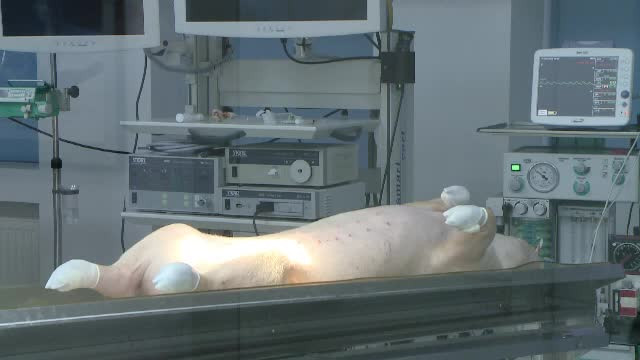 Laboratorul din Romania in care porcii intra in rolul unui pacient. Ce inseamna pentru oameni operatiile facute aici