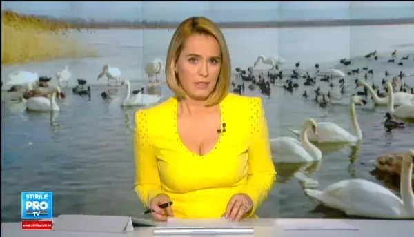 Spectacol fascinant pe un lac din Neamt. Sute de lebede care nu au plecat in tarile calde sunt ingrijite de localnici