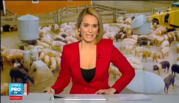 Un porc mai slab, un porc tot mai popular. Cat costa un kilogram din rasa Mangalita si de ce este cea mai cautata carne