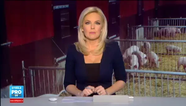 Circul care a urmat dupa ce inspectorii au vizitat un targ ilegal de animale. Vanzatorii au aruncat carnea de porc in noroi