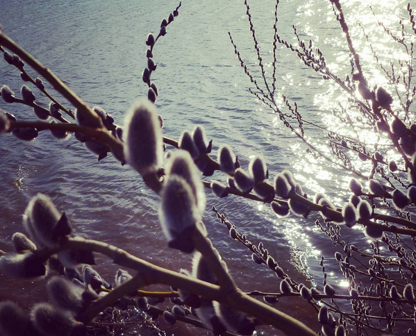 Craciun cu atmosfera de primavara: 10 grade Celsius in Finlanda, ciresi in floare in Germania, record de caldura in Moscova