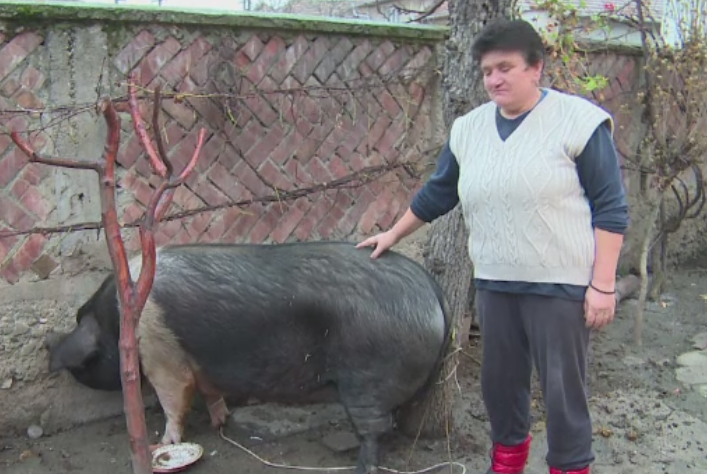 Porcul de 500 kg si 2 metri lungime, mandria unei familii din Alba. Dupa 2 ani in gospodarie a fost transformat in bunatati