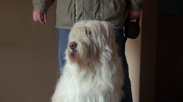 Max, un caine ciobanesc de 3 ani, si-a salvat stapanul urmarit de un talhar. Ce s-a intamplat cand hotul a deschis usa casei