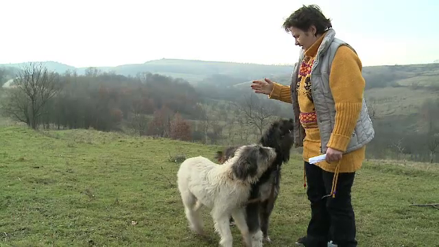 Doi pui de caini ciobanesti, gasiti impuscati langa o stana din Arad. Ce crede ciobanul despre incident