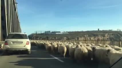 O turma de oi a intrat pe Autostrada Soarelui. Imaginile inregistrate miercuri cu sute de ovine pe podul de la Fetesti. VIDEO