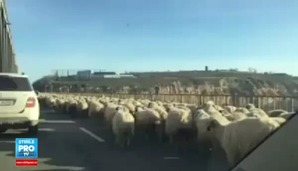 O turma de oi a intrat pe Autostrada Soarelui. Imaginile inregistrate miercuri cu sute de ovine pe podul de la Fetesti. VIDEO