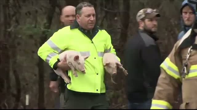 Un camion cu peste 2.000 de porci s-a rasturnat pe o sosea aglomerata din Statele Unite. Ce s-a intamplat cu animalele