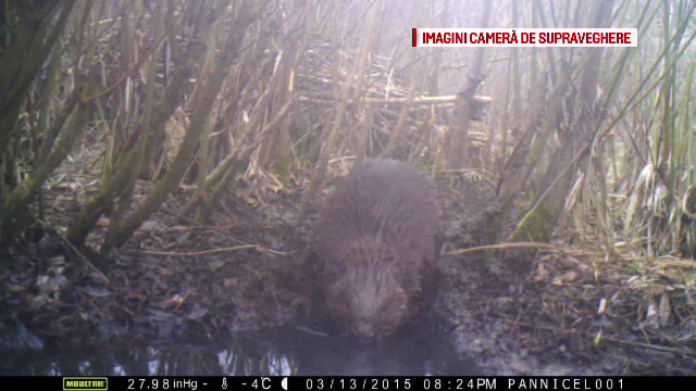 O colonie de castori incurca lucrarile la Aeroportul Brasov, iar ecologistii vor arie protejata. Oficial: Noi am fost primii
