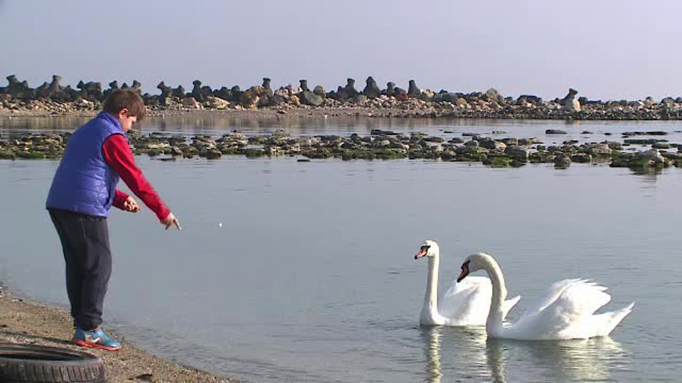 Lebedele au aparut la malul marii de Craciun. Cum au explicat specialistii acest fenomen rar