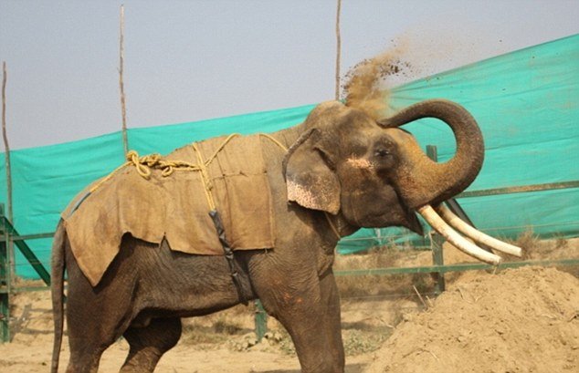 elefant