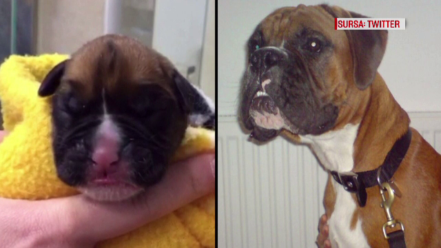 Doi britanici au luat o hotarare radicala, dupa ce au ramas fara cainele pe care il adorau. Au decis sa il cloneze